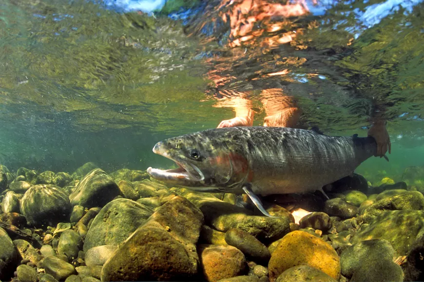 A Steelhead in shallow water.