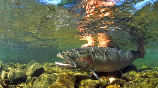 Image: Steelhead Walk