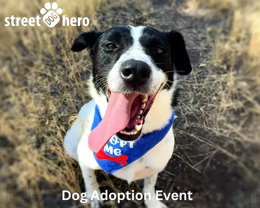dog-adoption-event---harp.webp