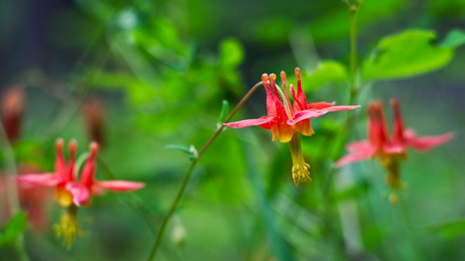 Ten Wildflowers to Watch for this Spring