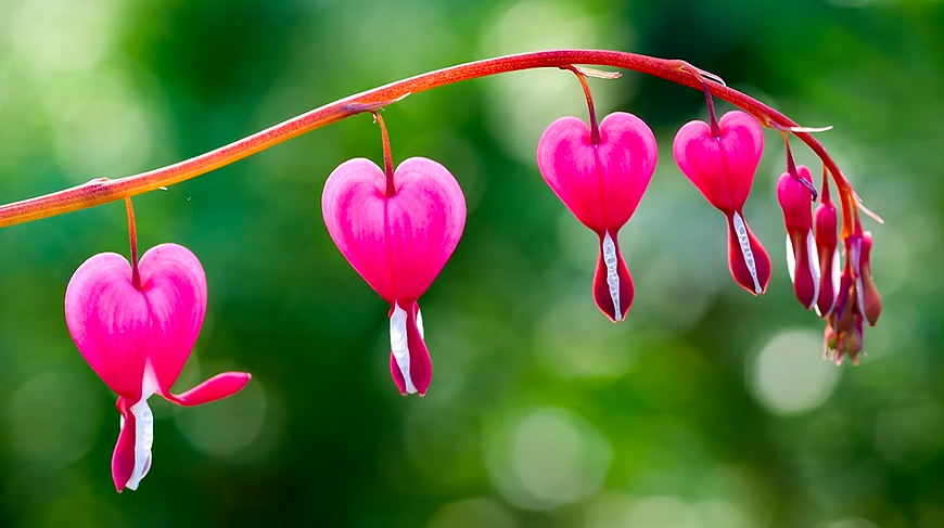 Intro to Flower Essences as healing plant remedies