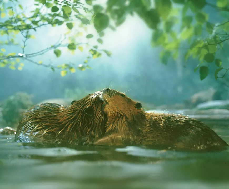 beaver_movie_screenshot.webp
