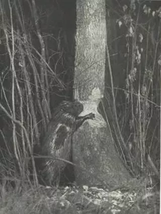 Image: The Beaver Den - Scientific Literacy Book Club