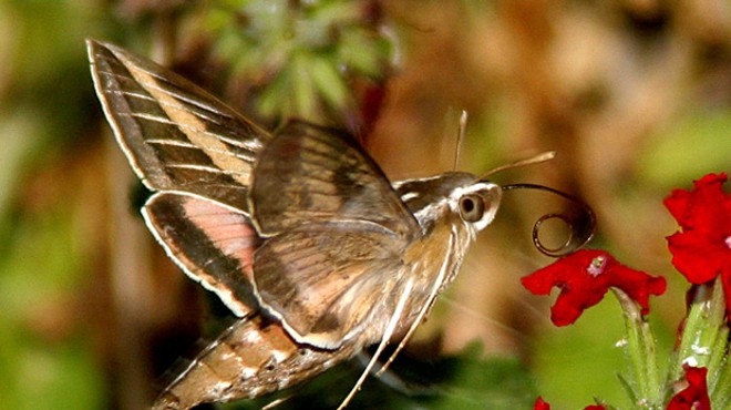 The Hummingbird Wannabe (3)