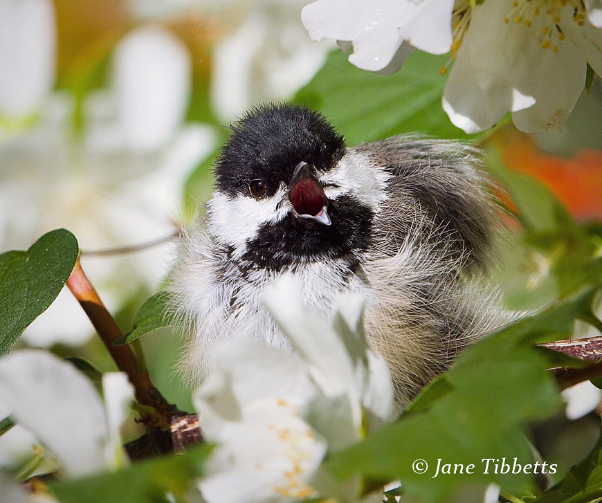 Black Capped Chickadee