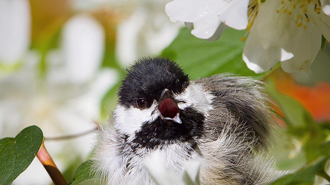 The Incredible Uniqueness of Baby Birds with East Cascades Audubon Society
