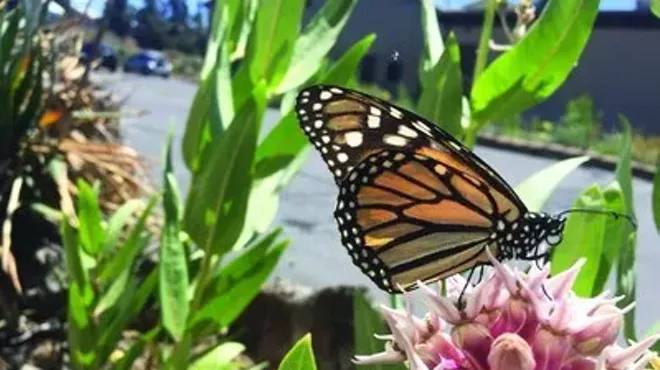Image: The Journey of the Monarch Butterflies in the Learning Garden