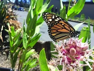 Image: The Journey of the Monarch Butterflies in the Learning Garden