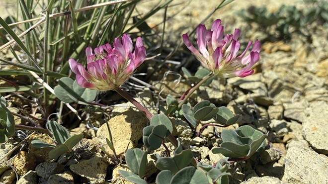 The purpleish pink Owyhee clover