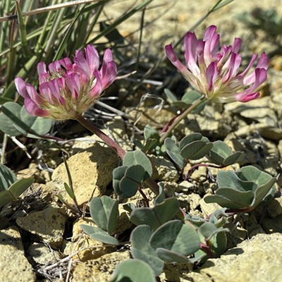 The purpleish pink Owyhee clover