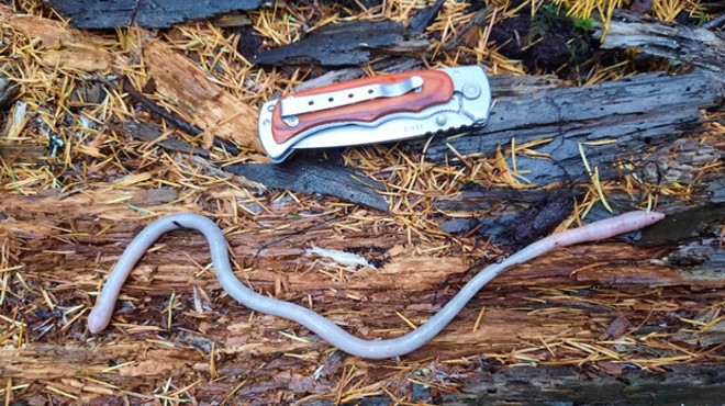 The Oregon Giant Earthworm