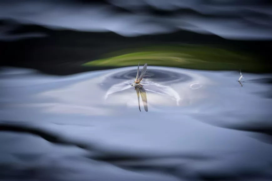 web_large-rossebo____0001_bp__1_.webp