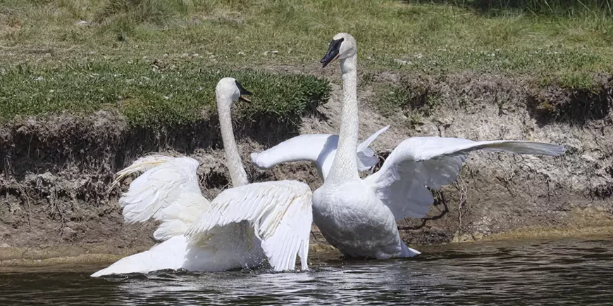 Sunriver's Trumpeter Swans
