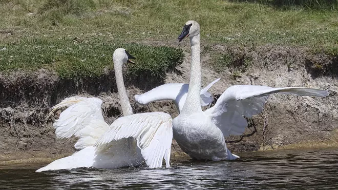 Image: Twilight Talk: Swans of Sunriver