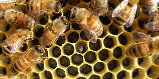 Honey bees at work