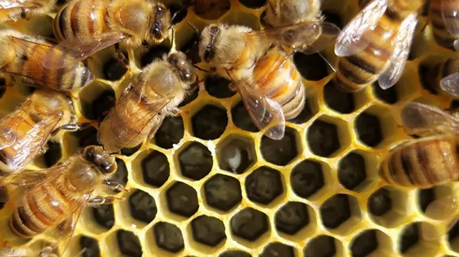 Image: Twilight Talk: The Honey Harvest
