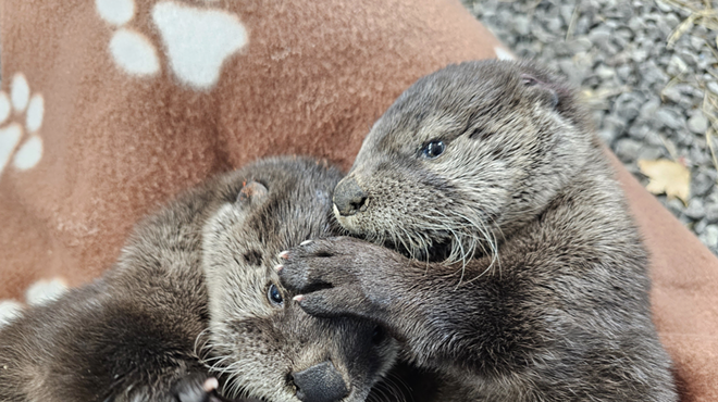 Two Orphaned River Otter Pups are Receiving Care at Think Wild