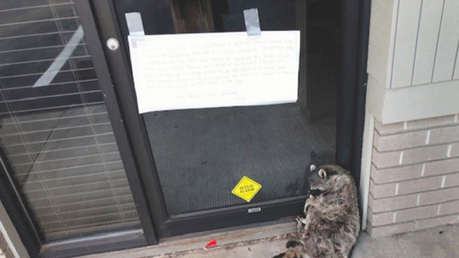 Intimidating Note, Dead Raccoon Left at Redmond Mayor's Law Office