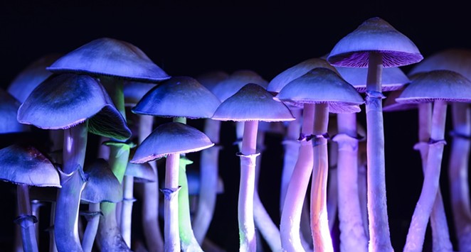Oregon Voters to Consider Psilocybin Therapy, Drug Decriminalization this Fall