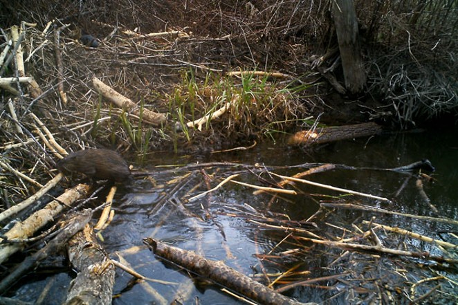 Beavers, Our Eager Aquifer Engineers