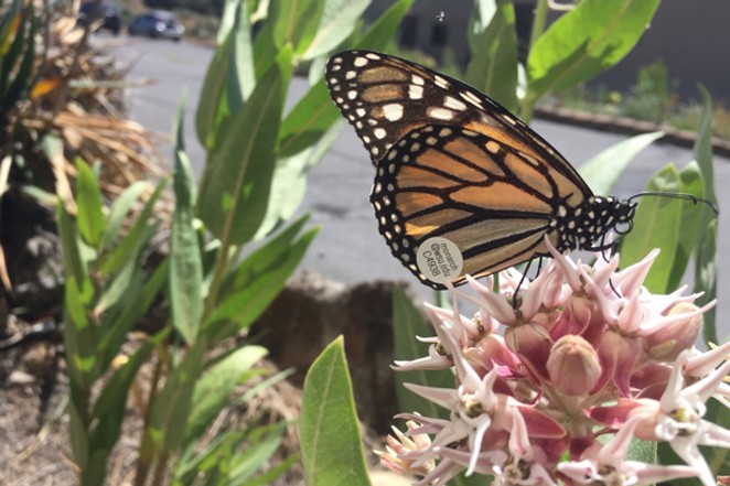 Monarch butterflies need your green thumb