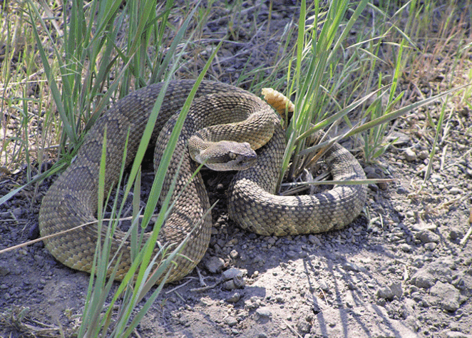Rattlesnakes: What's All the Buzz About?