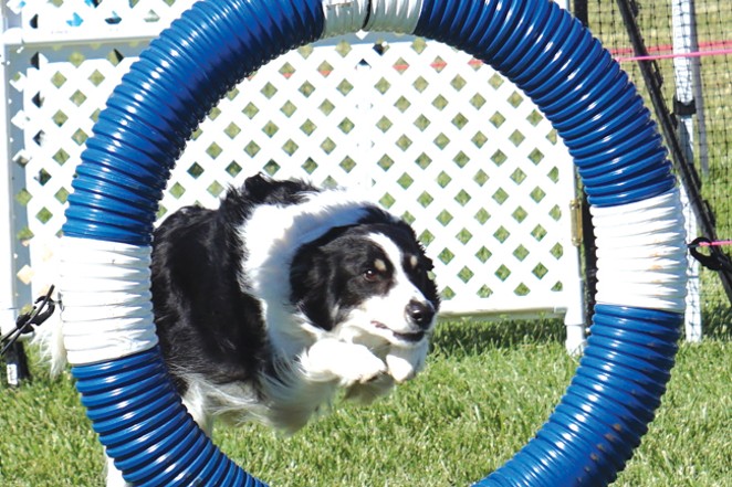 Dogs to Show at Redmond Fairgrounds