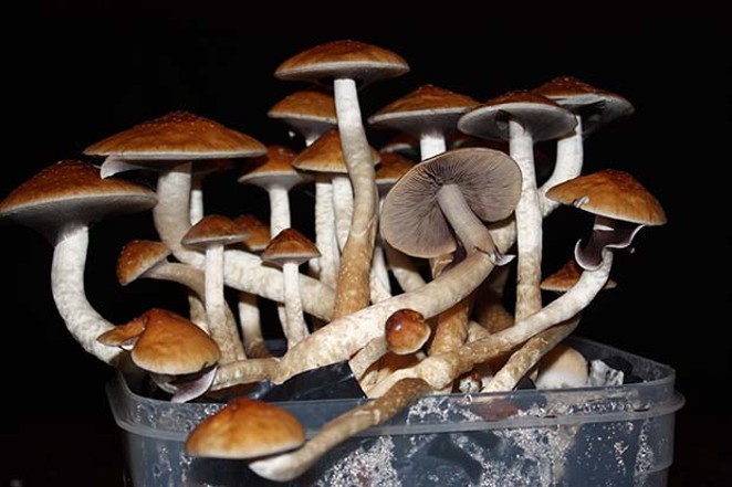 Tripping Over the Details: The Proto-Psilocybin Industry