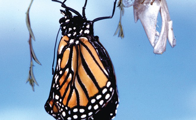 The Endangered Monarch