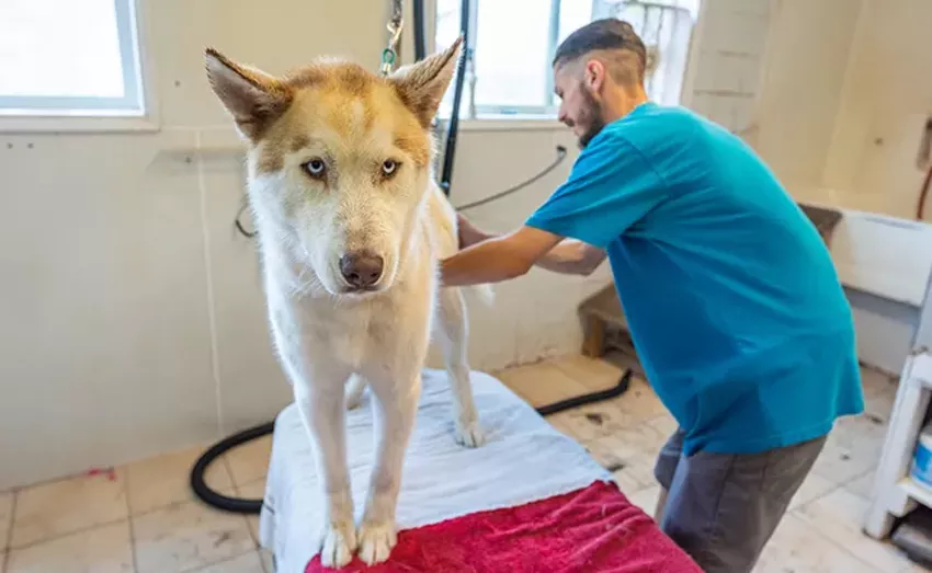 Best Pet Resort
