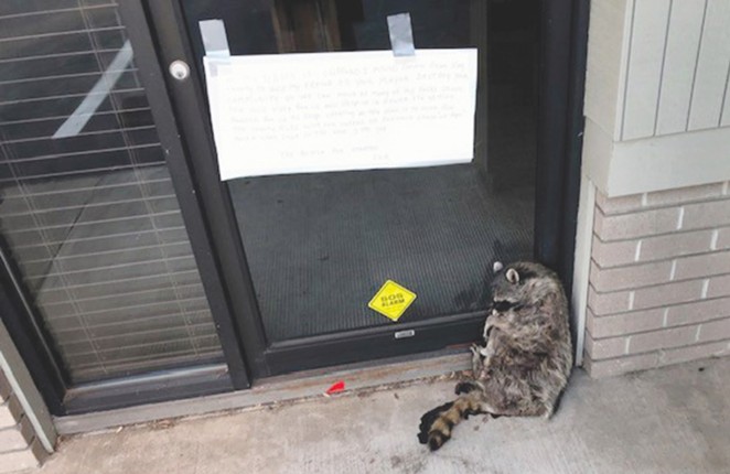 Intimidating Note, Dead Raccoon Left at Redmond Mayor's Law Office
