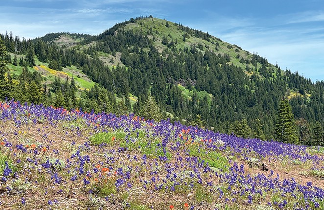 Wildflowers Abound for Early Summer Hiking (3)