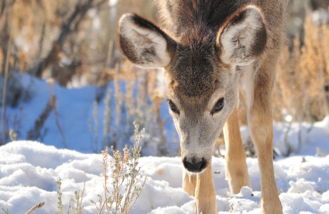 County Steers Clear of Mule Deer Zones