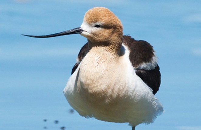 What is the Future for the American Avocet?
