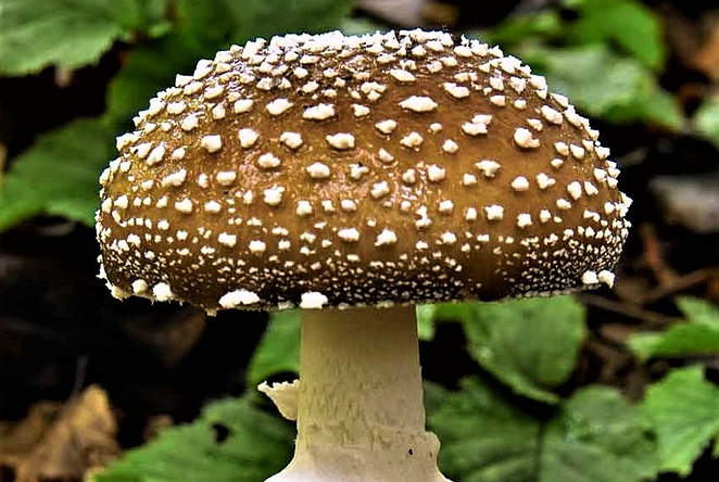 Experts Warn About Toxic Wild Mushrooms