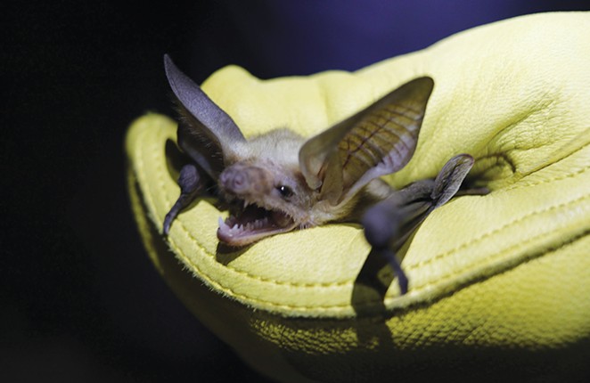 Listening for Bats in the High Desert