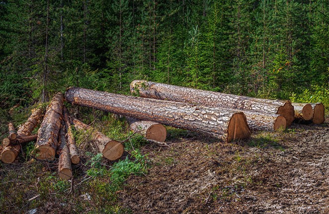 Thought tree protection regulations were strict? Wait until home hardening regulations come into effect.