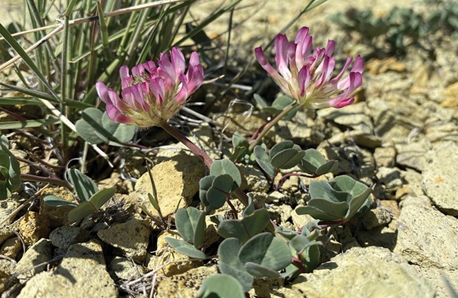 The purpleish pink Owyhee clover