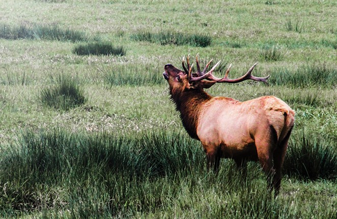 Danger Ahead in the Bend to Suttle Lake Wildlife Corridor