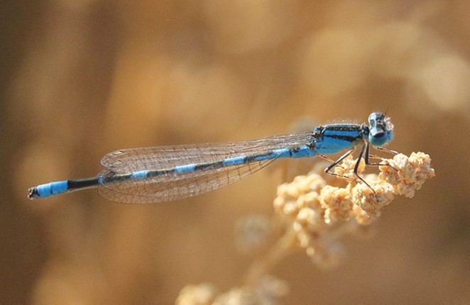 Qualifying for the Odonata Olympics