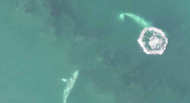 Drone footage provides new insight into gray whales’ acrobatic feeding behavior