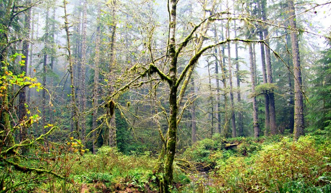"Save the Trees" just became a reality — the Elliott State Forest remains public