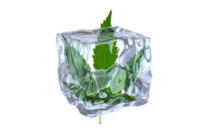 ICE Ices Cannabis
