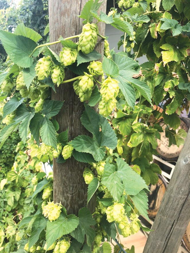 Fresh Hops Are Here