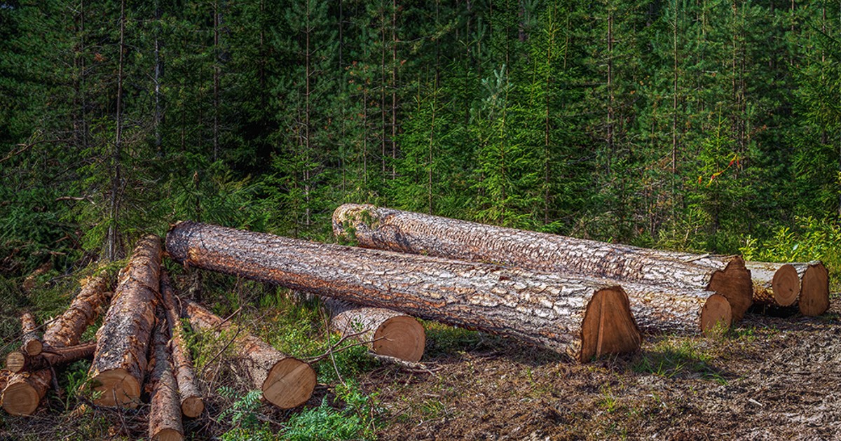 Thought tree protection regulations were strict? Wait until home hardening regulations come into effect. | The Source Weekly