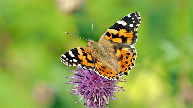 calendar.pixabay.co.butterflies.jpg