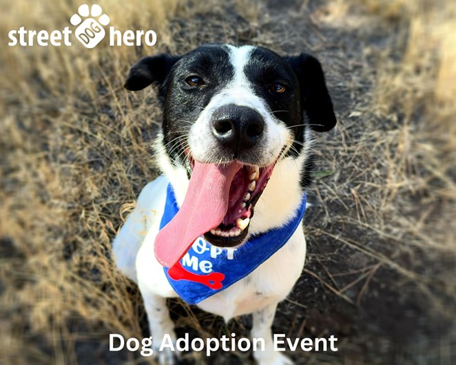 dog-adoption-event---harp.jpg