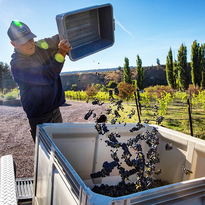 Kerry Damon harvesting grapes at the vineyard he manages in Terrebonne, Oregon.