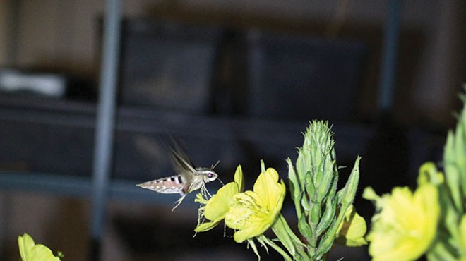 Mariposa Nocturna in Your Backyard