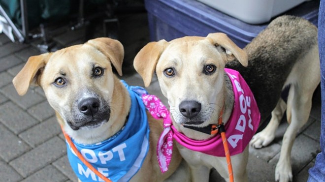 Fundraiser + Dog Adoption Event